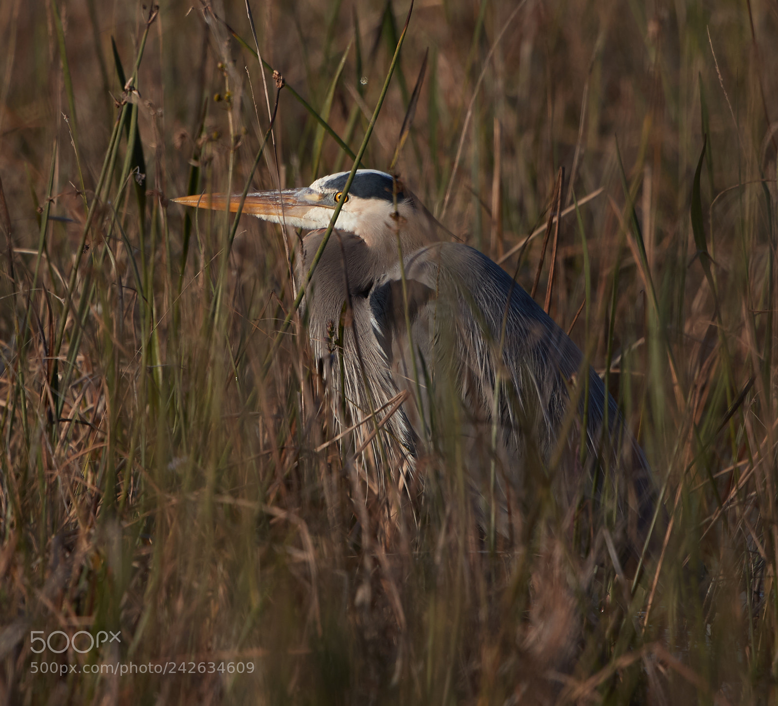 Canon EOS-1D X Mark II sample photo. 01-15-18-9655.jpg photography