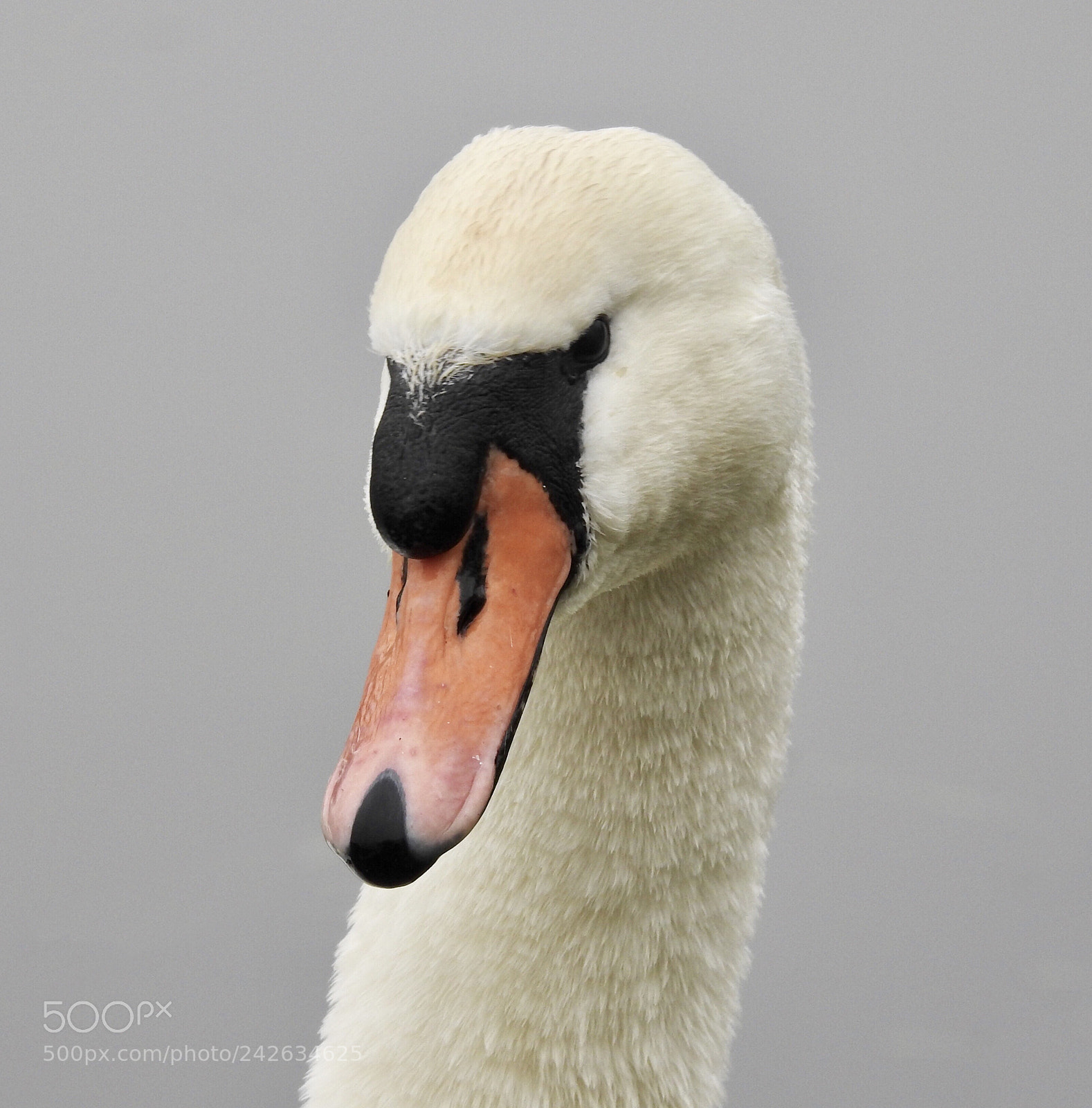Nikon Coolpix P900 sample photo. Swan....? photography