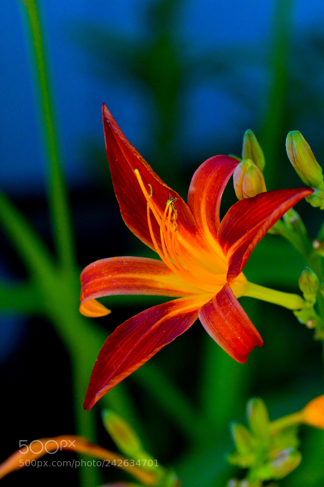 Nikon D7100 sample photo. Red lilly in low photography