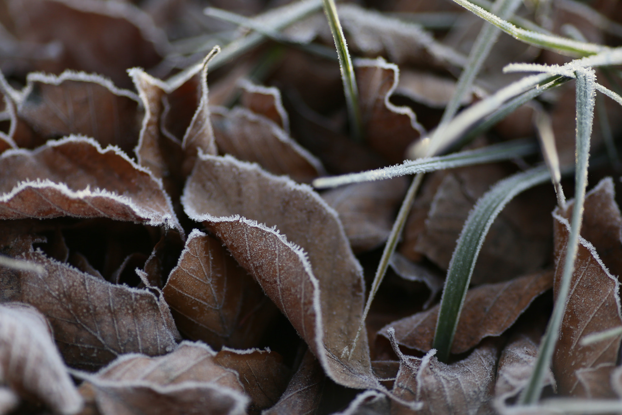 Canon EOS 6D + Canon EF 135mm F2L USM sample photo. Frost 3 photography