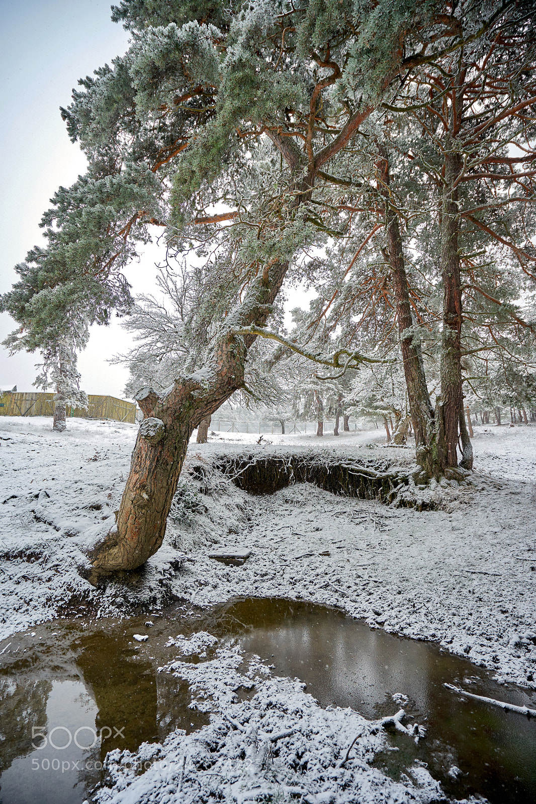 Sony a7 II sample photo. Winter 2 photography