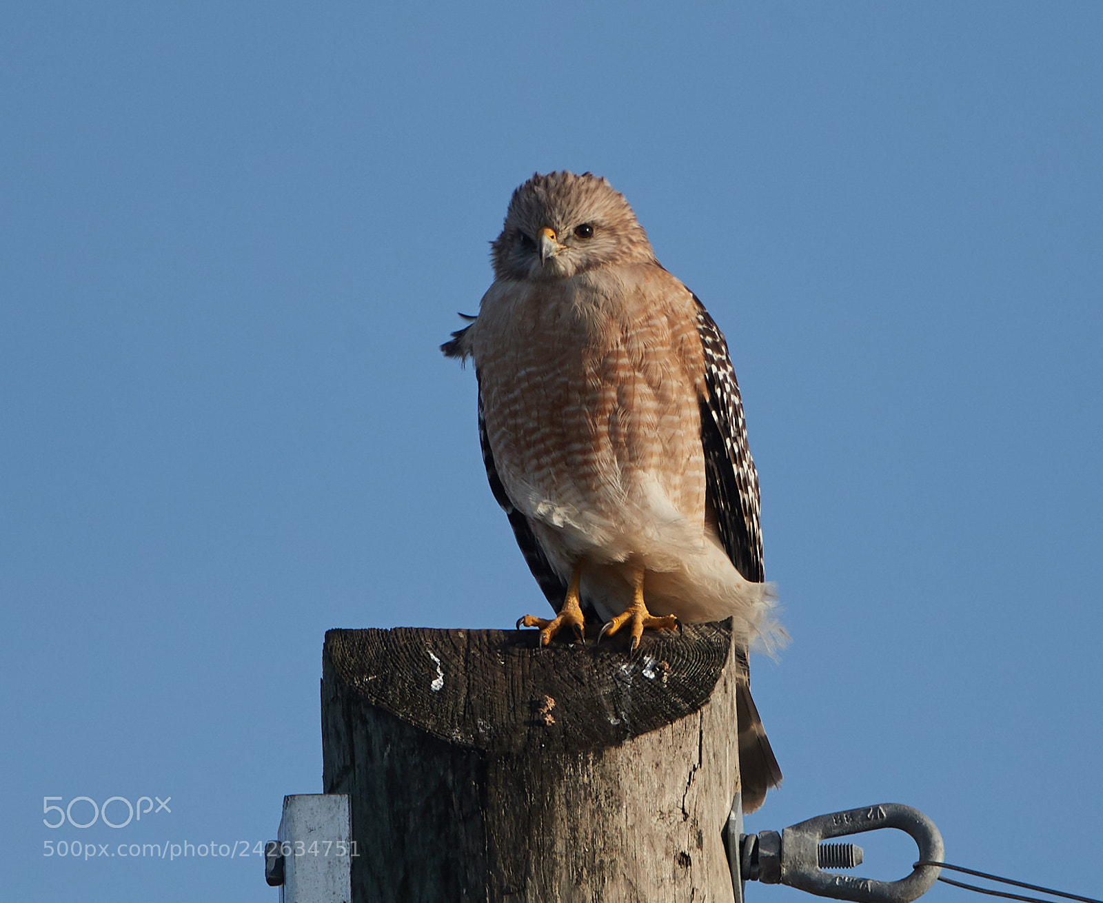 Canon EOS-1D X Mark II sample photo. 01-15-18-9645.jpg photography