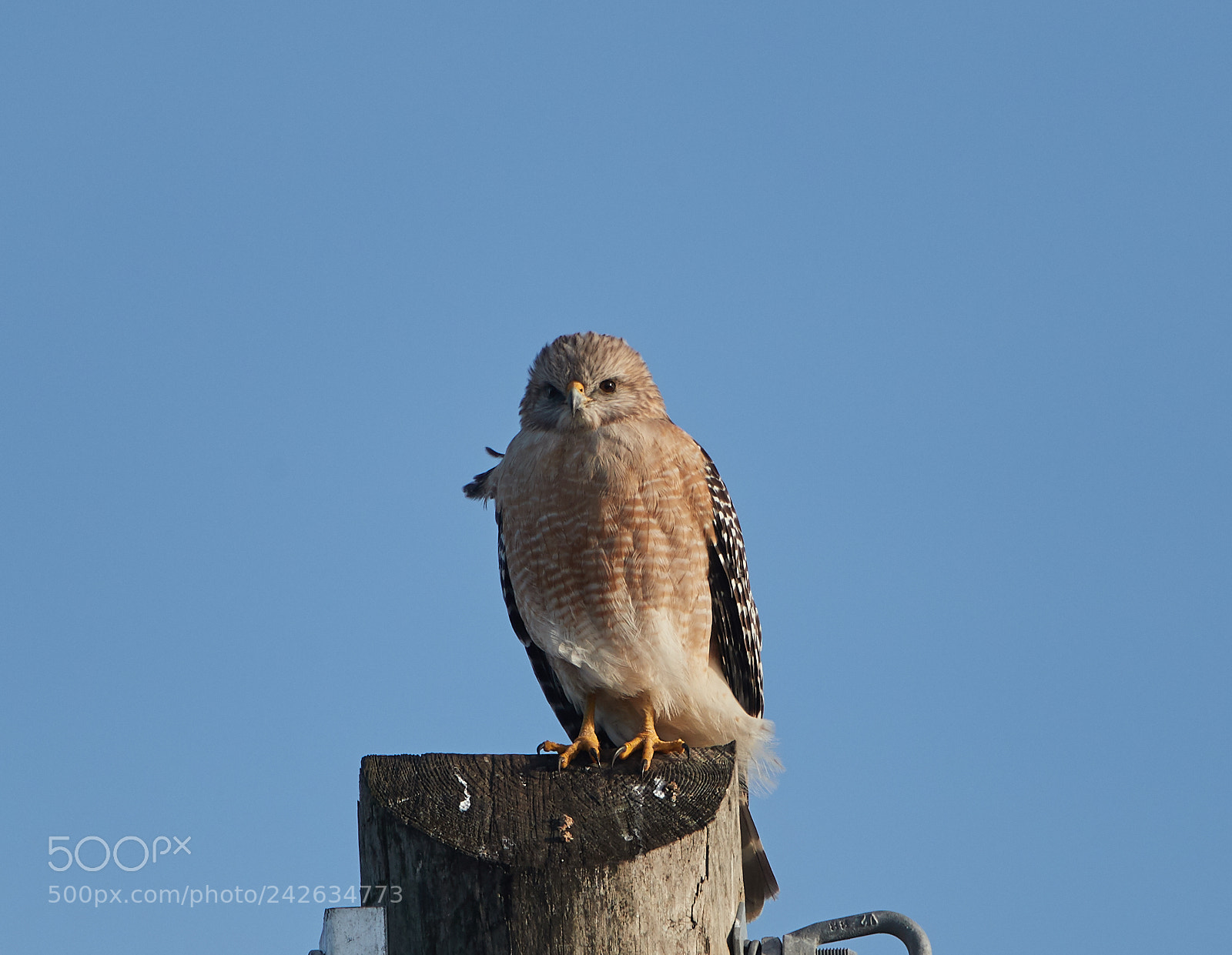 Canon EOS-1D X Mark II sample photo. 01-15-18-9641.jpg photography