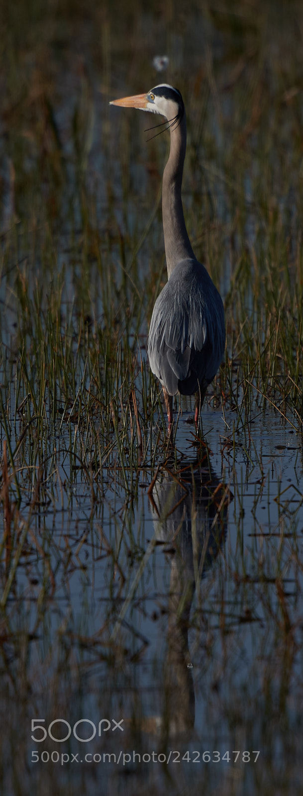 Canon EOS-1D X Mark II sample photo. 01-15-18-9602.jpg photography