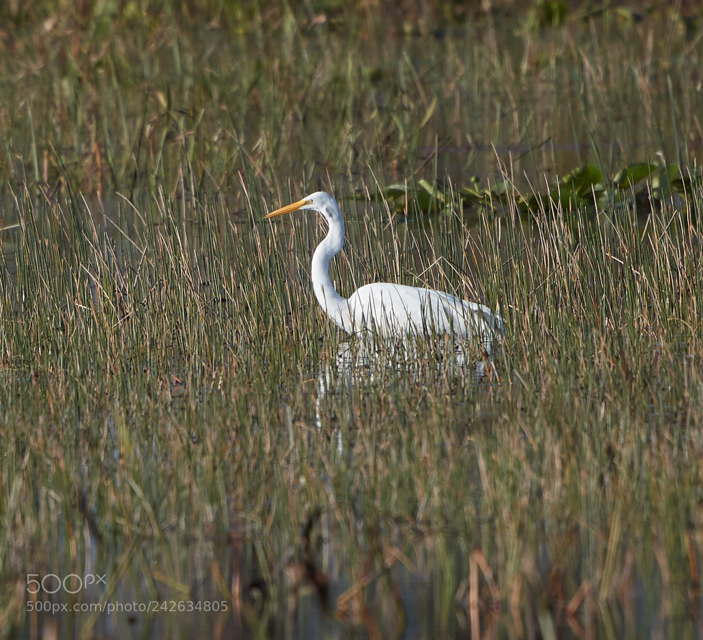 Canon EOS-1D X Mark II sample photo. 01-15-18-9599.jpg photography