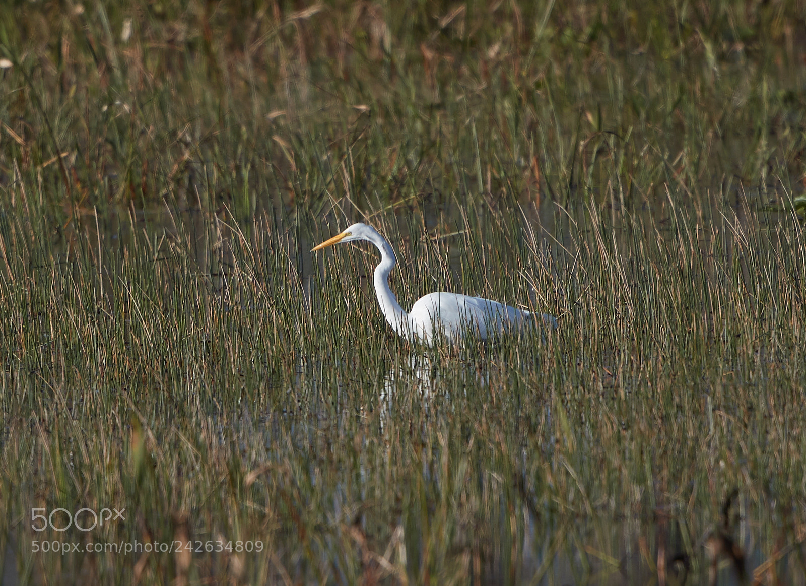 Canon EOS-1D X Mark II sample photo. 01-15-18-9595.jpg photography