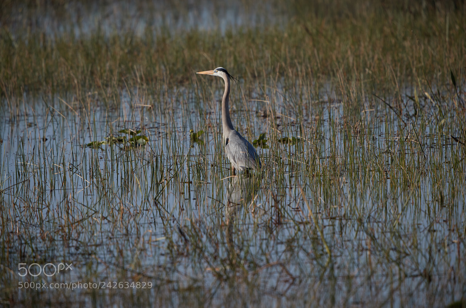 Canon EOS-1D X Mark II sample photo. 01-15-18-9580 1.jpg photography