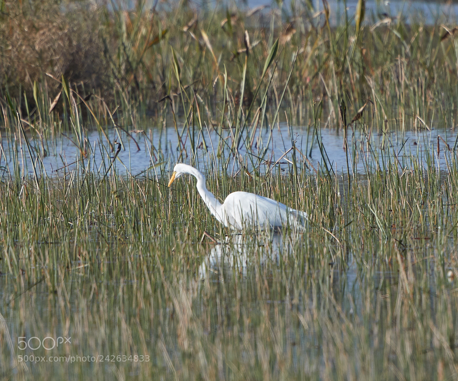 Canon EOS-1D X Mark II sample photo. 01-15-18-9567.jpg photography