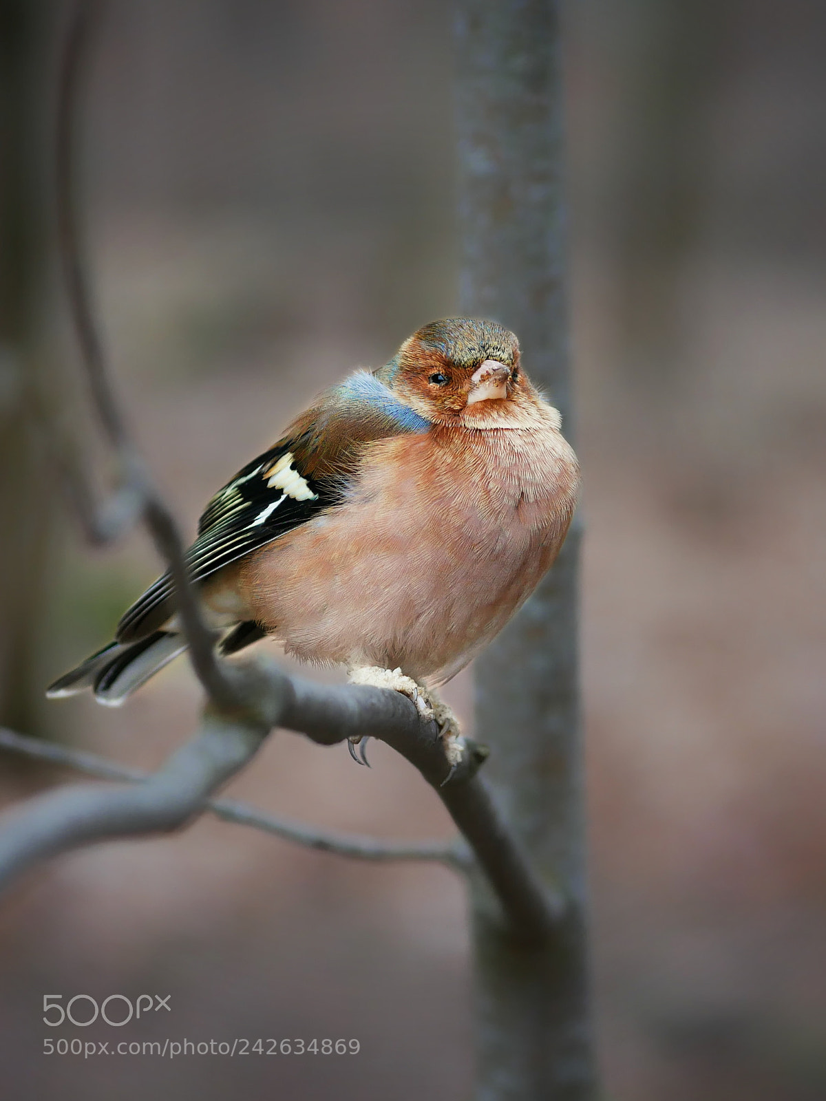 Panasonic Lumix DMC-GX85 (Lumix DMC-GX80 / Lumix DMC-GX7 Mark II) sample photo. Chaffinch photography