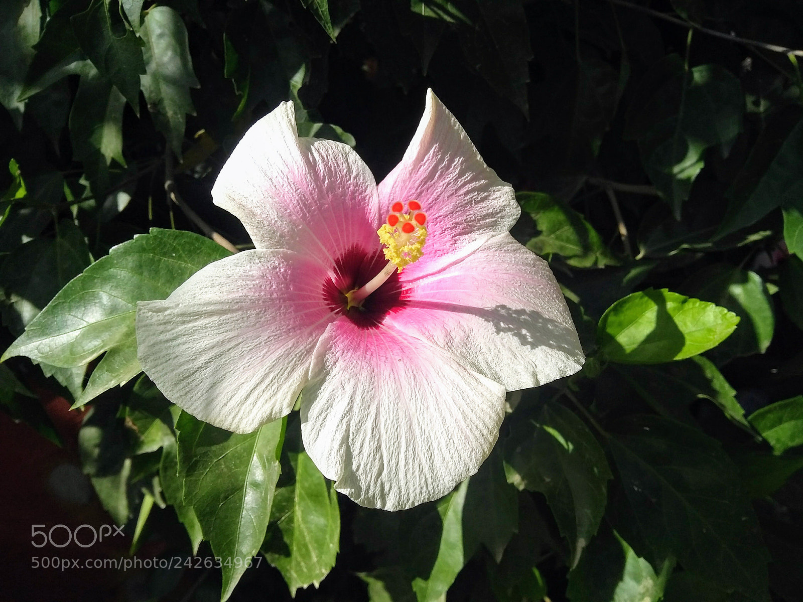 Motorola Moto G (5S) Plus sample photo. Blossom photography