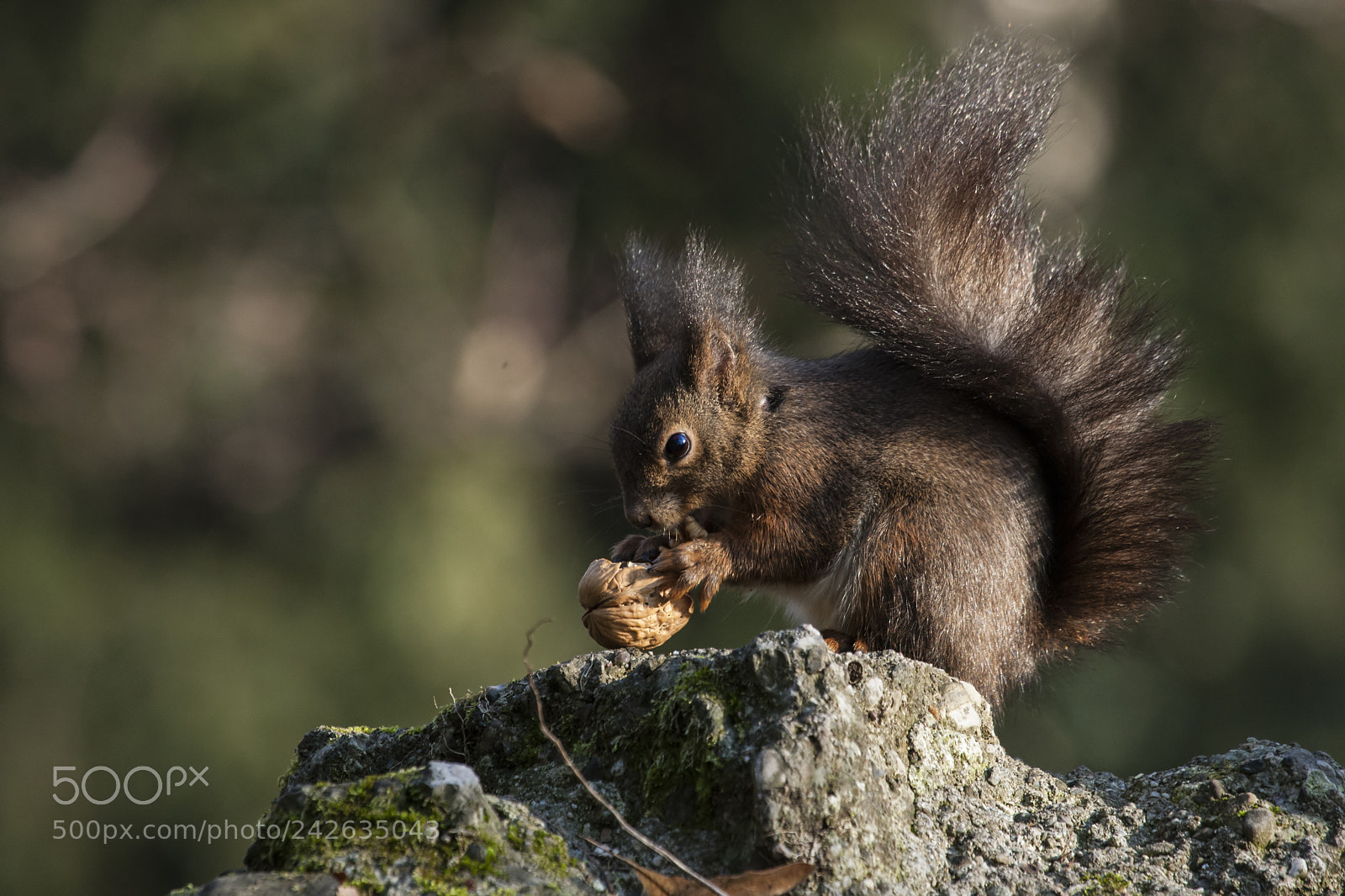 Canon EOS-1D Mark III sample photo. Ovsquirrel photography