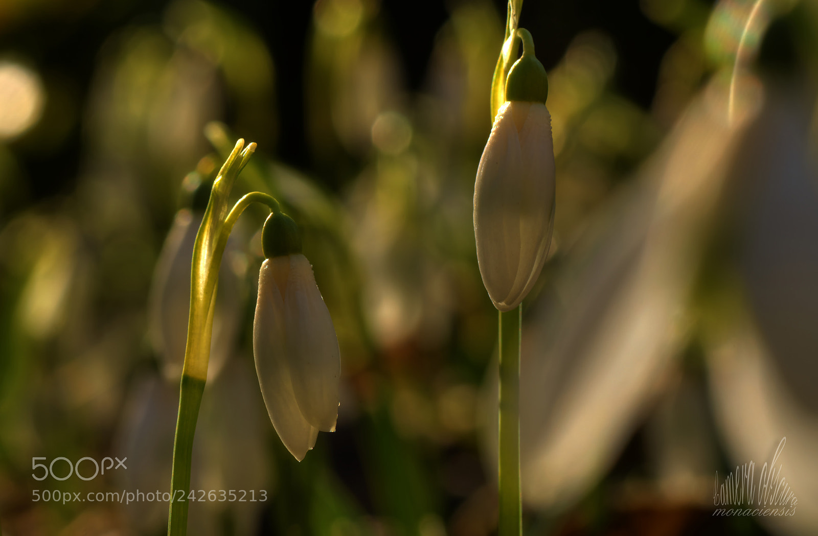 Sony ILCA-77M2 sample photo. Snowdrops photography