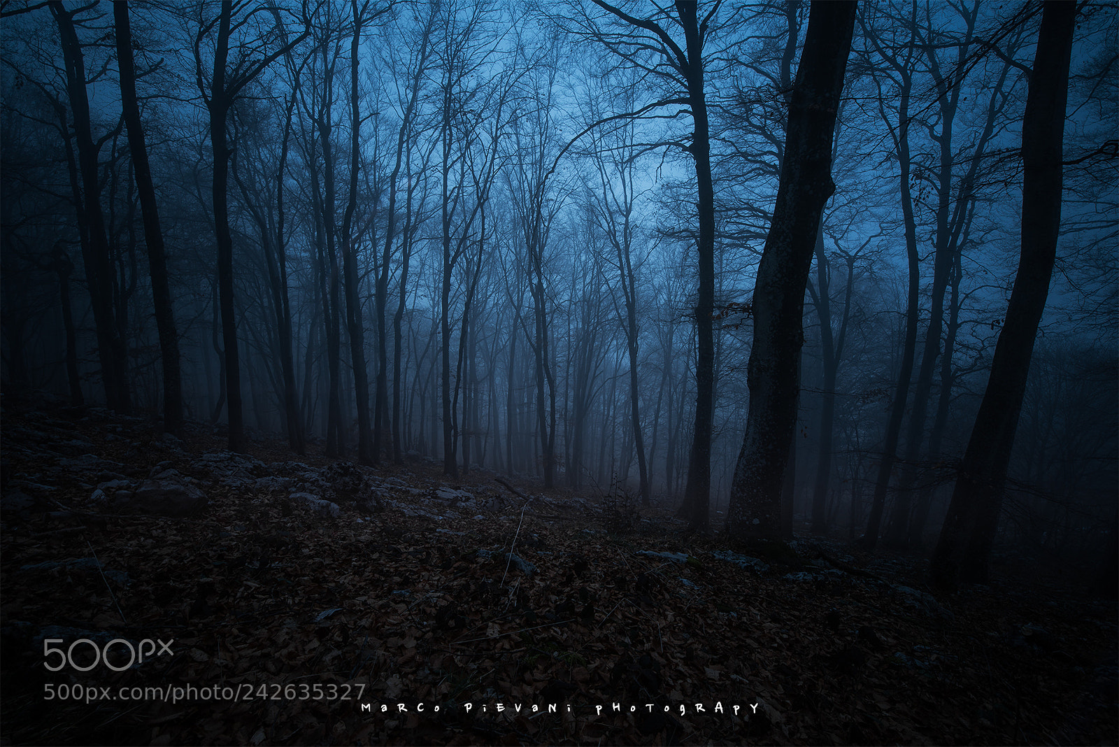 Nikon D810 sample photo. Mystery forest photography