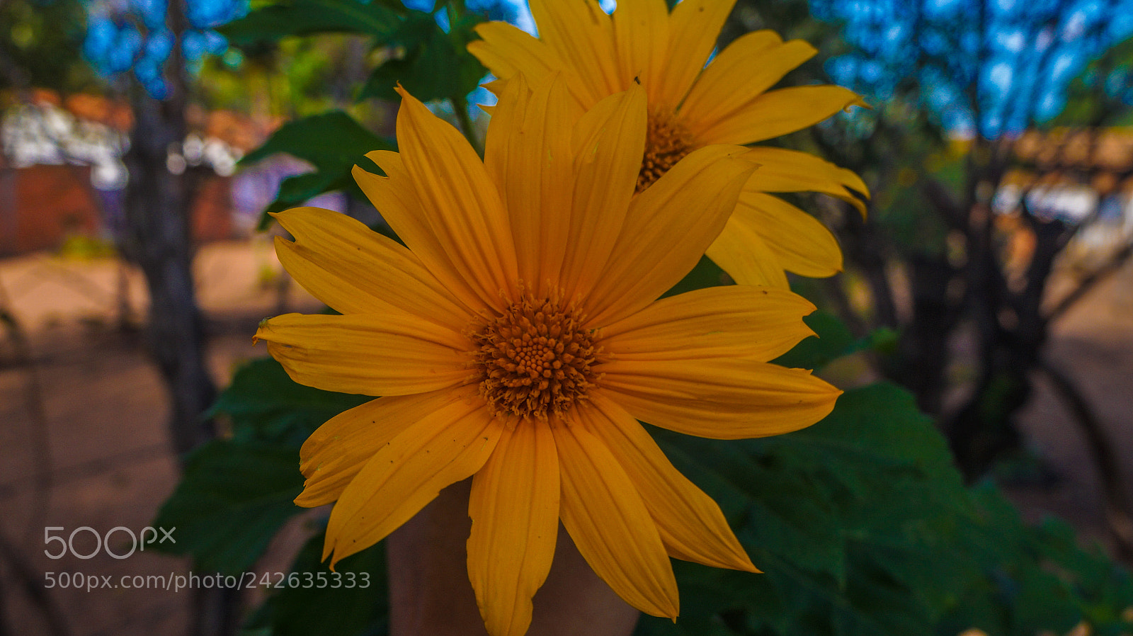 Sony Alpha a3000 sample photo. Untitled photography