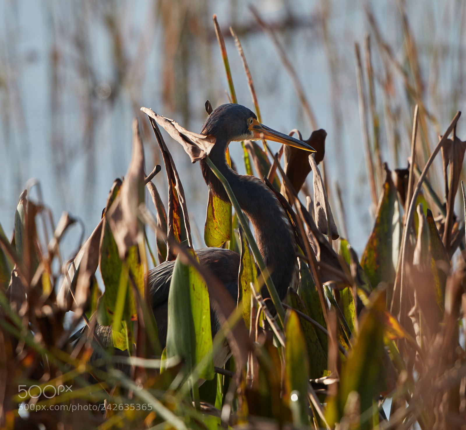 Canon EOS-1D X Mark II sample photo. 01-15-18-9512.jpg photography
