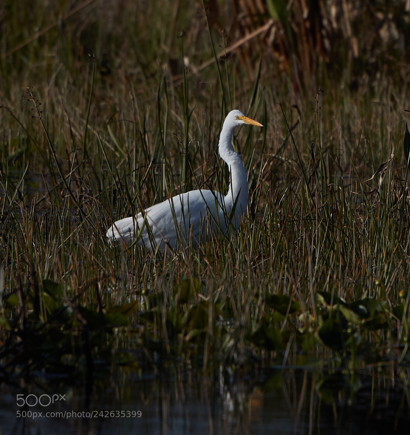 Canon EOS-1D X Mark II sample photo. 01-15-18-9499.jpg photography