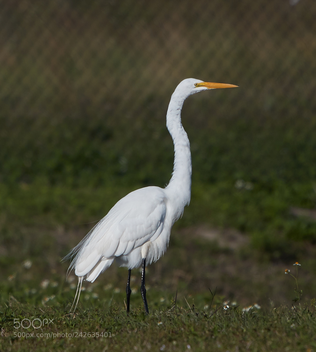 Canon EOS-1D X Mark II sample photo. 01-15-18-9487.jpg photography