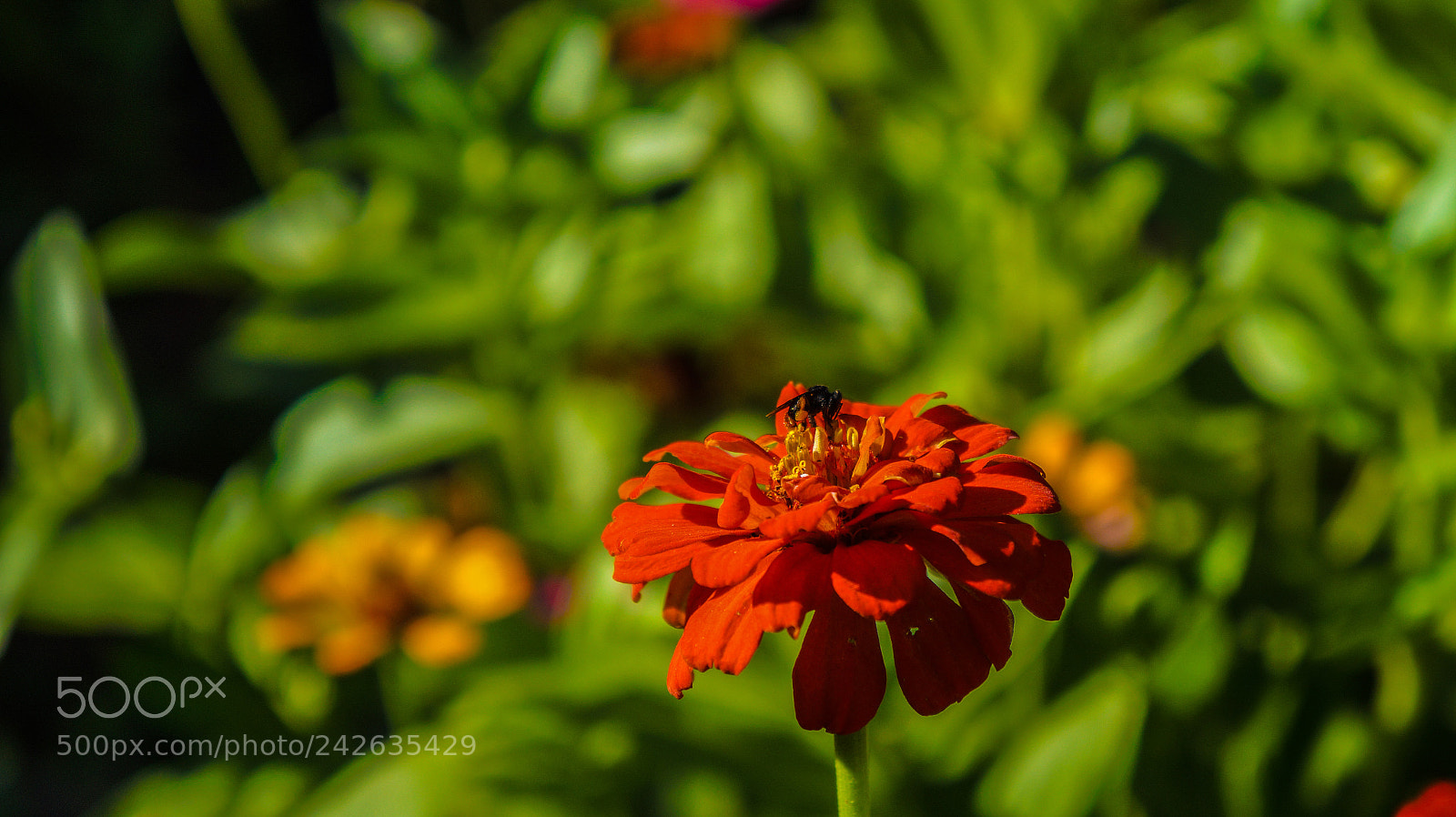Sony Alpha a3000 sample photo. Untitled photography