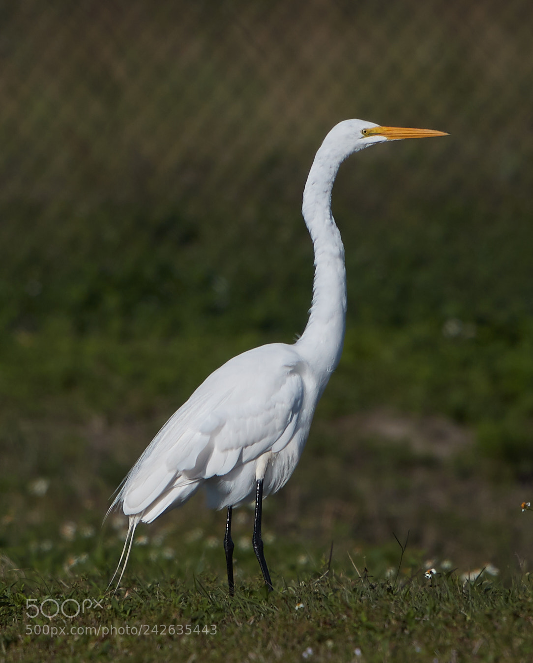 Canon EOS-1D X Mark II sample photo. 01-15-18-9486.jpg photography