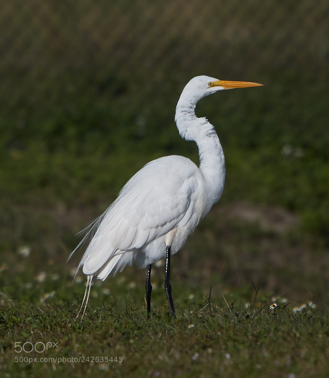 Canon EOS-1D X Mark II sample photo. 01-15-18-9485.jpg photography