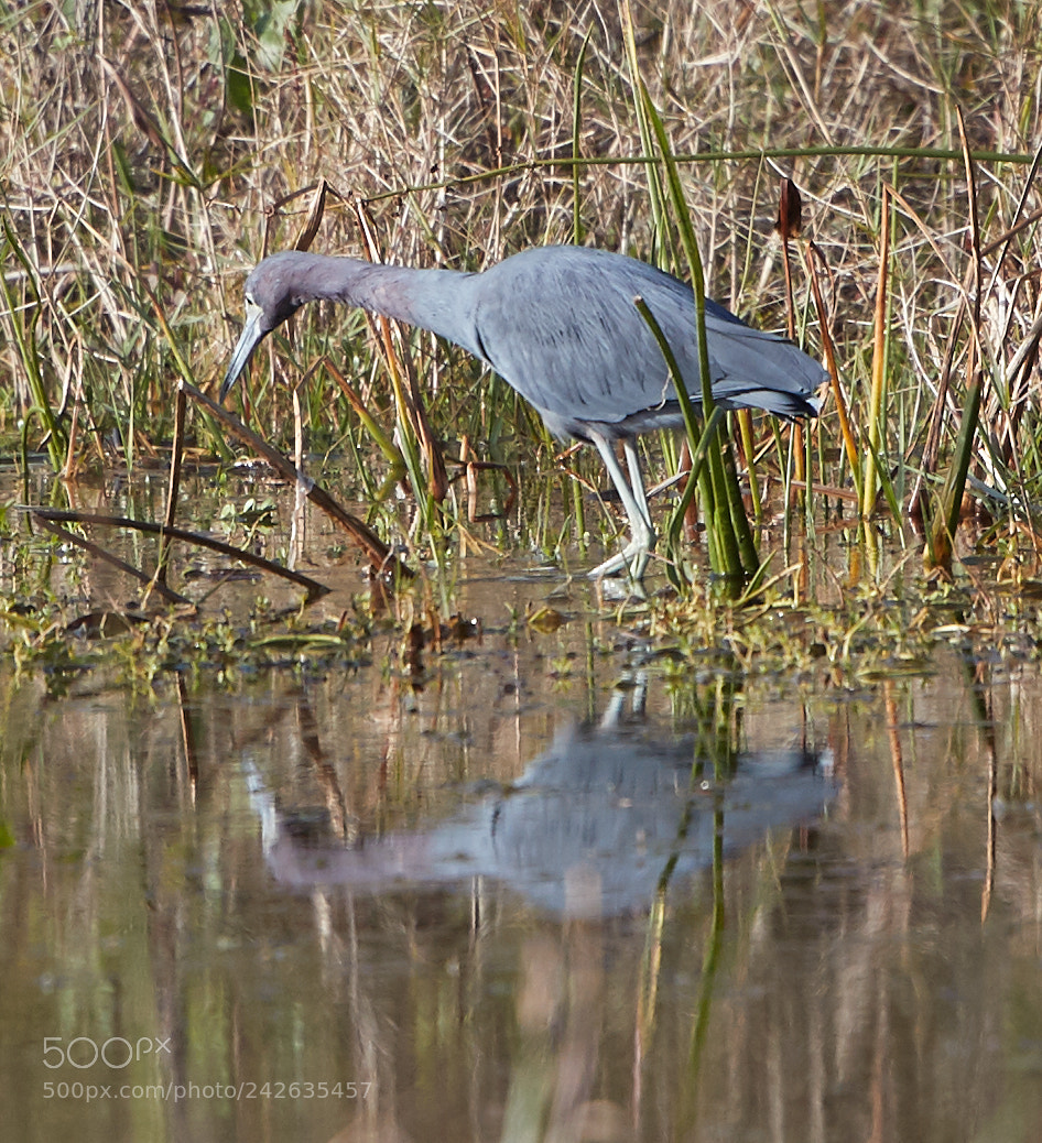 Canon EOS-1D X Mark II sample photo. 01-15-18-9478.jpg photography