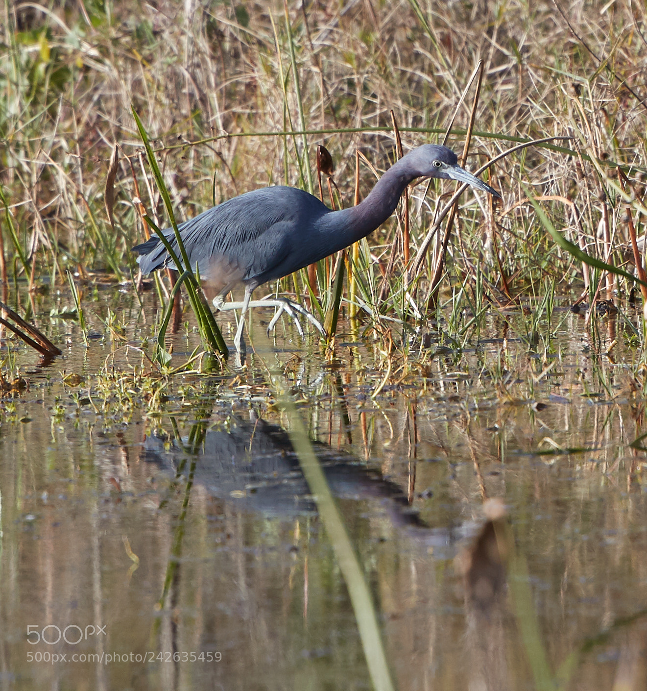 Canon EOS-1D X Mark II sample photo. 01-15-18-9476.jpg photography