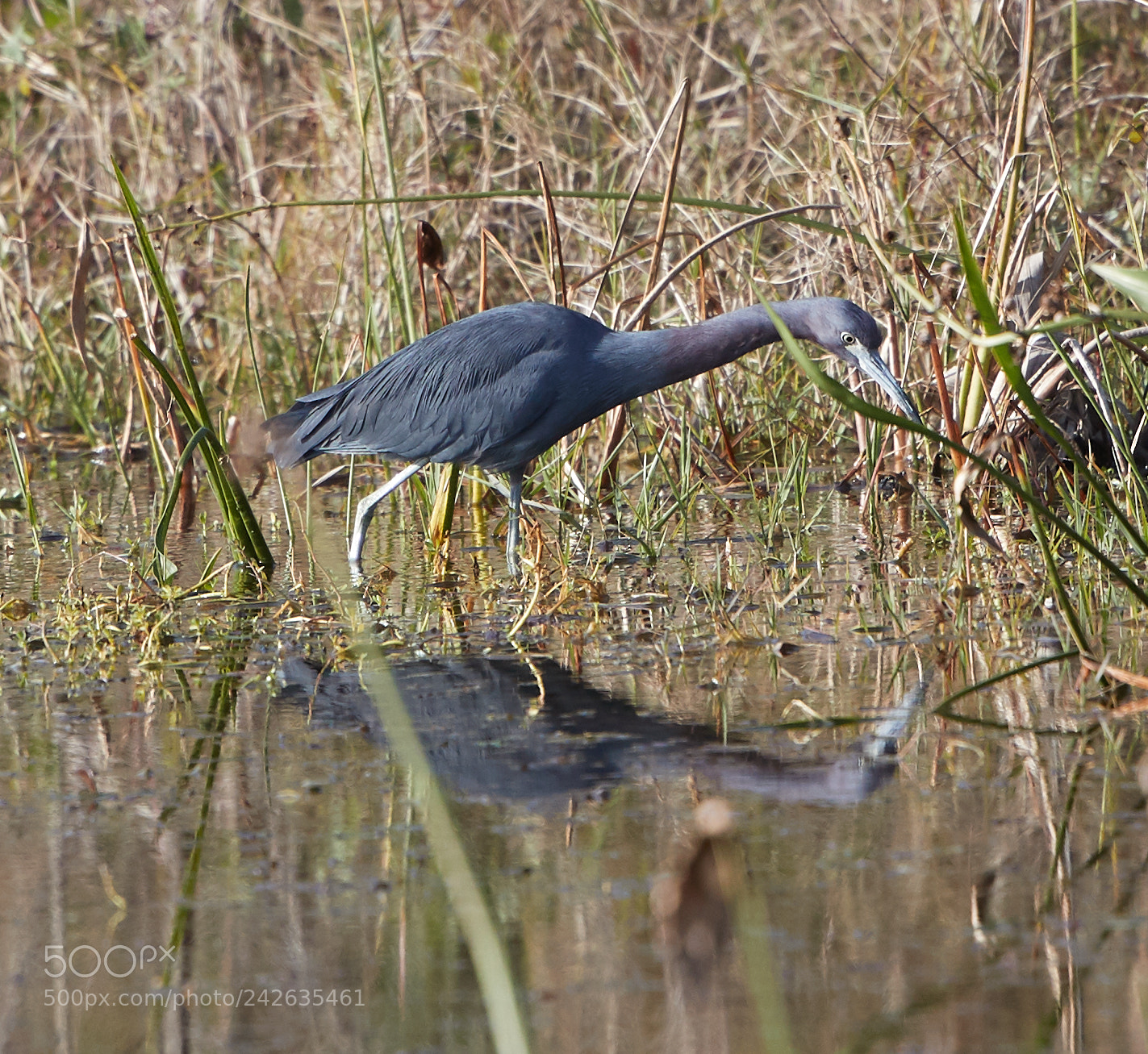 Canon EOS-1D X Mark II sample photo. 01-15-18-9475.jpg photography
