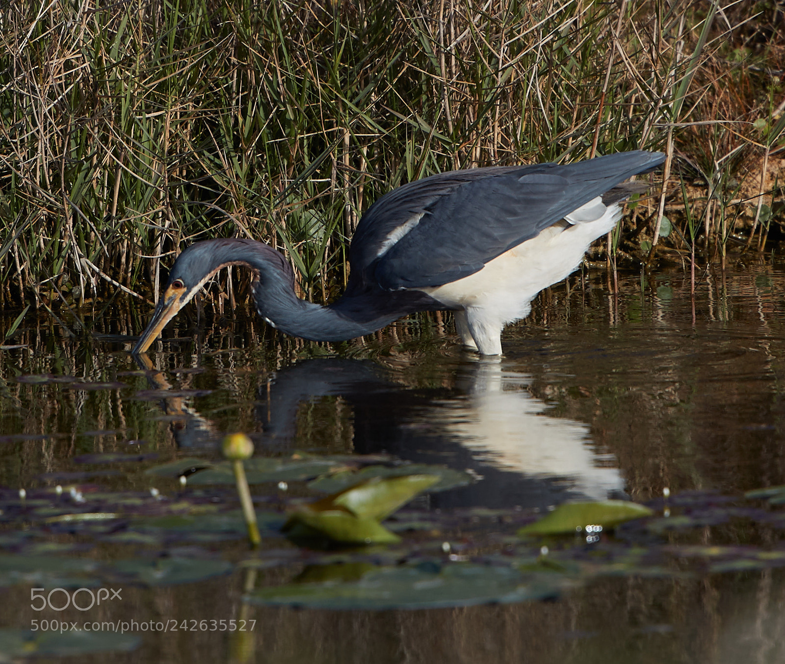 Canon EOS-1D X Mark II sample photo. 01-15-18-9454.jpg photography