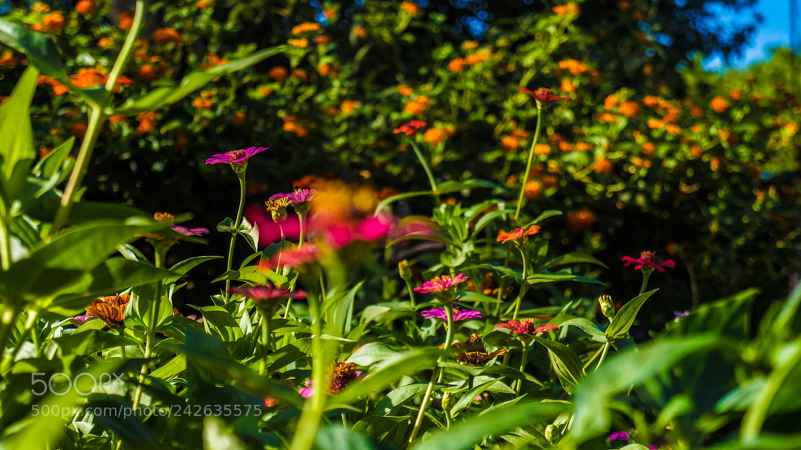 Sony Alpha a3000 sample photo. Untitled photography