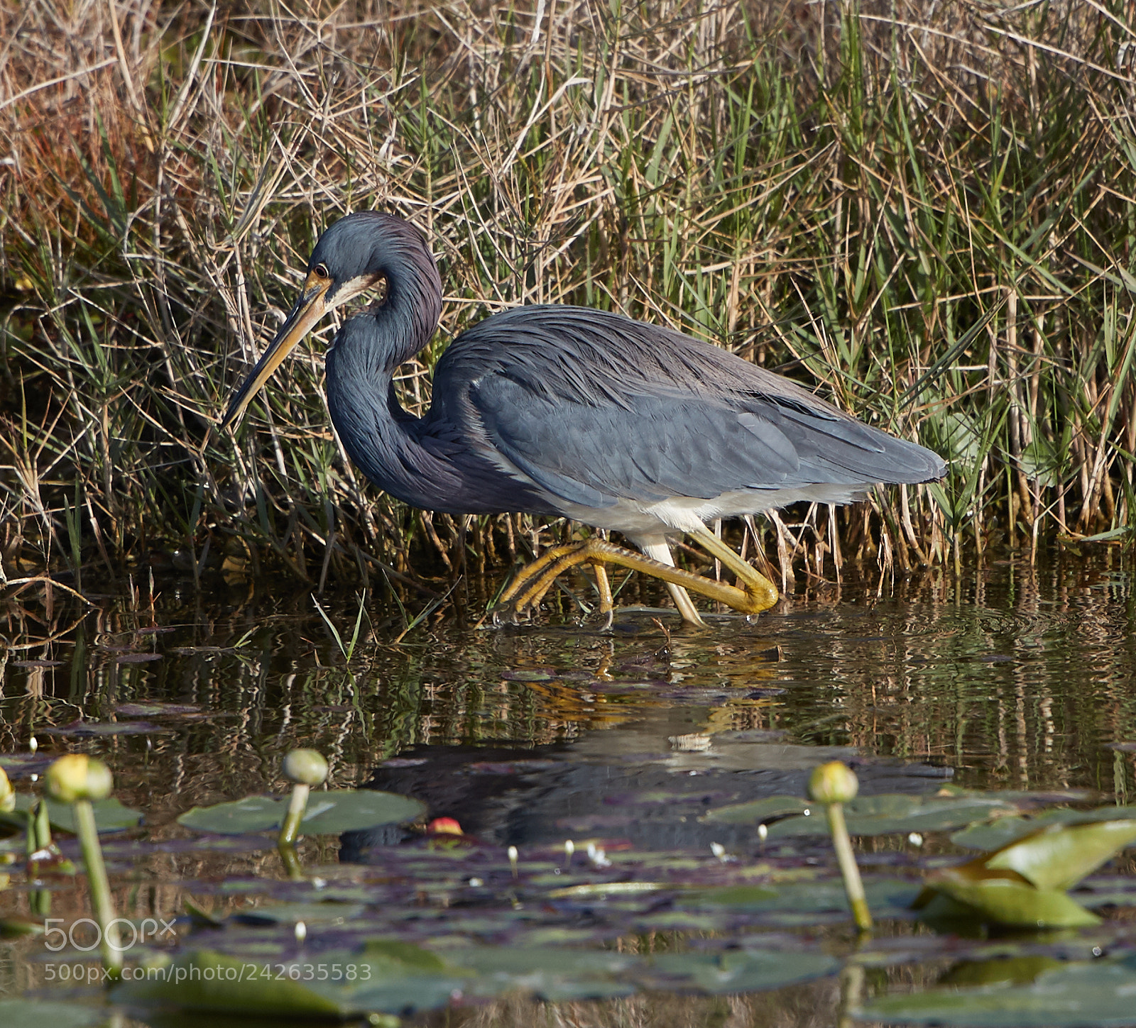 Canon EOS-1D X Mark II sample photo. 01-15-18-9451.jpg photography