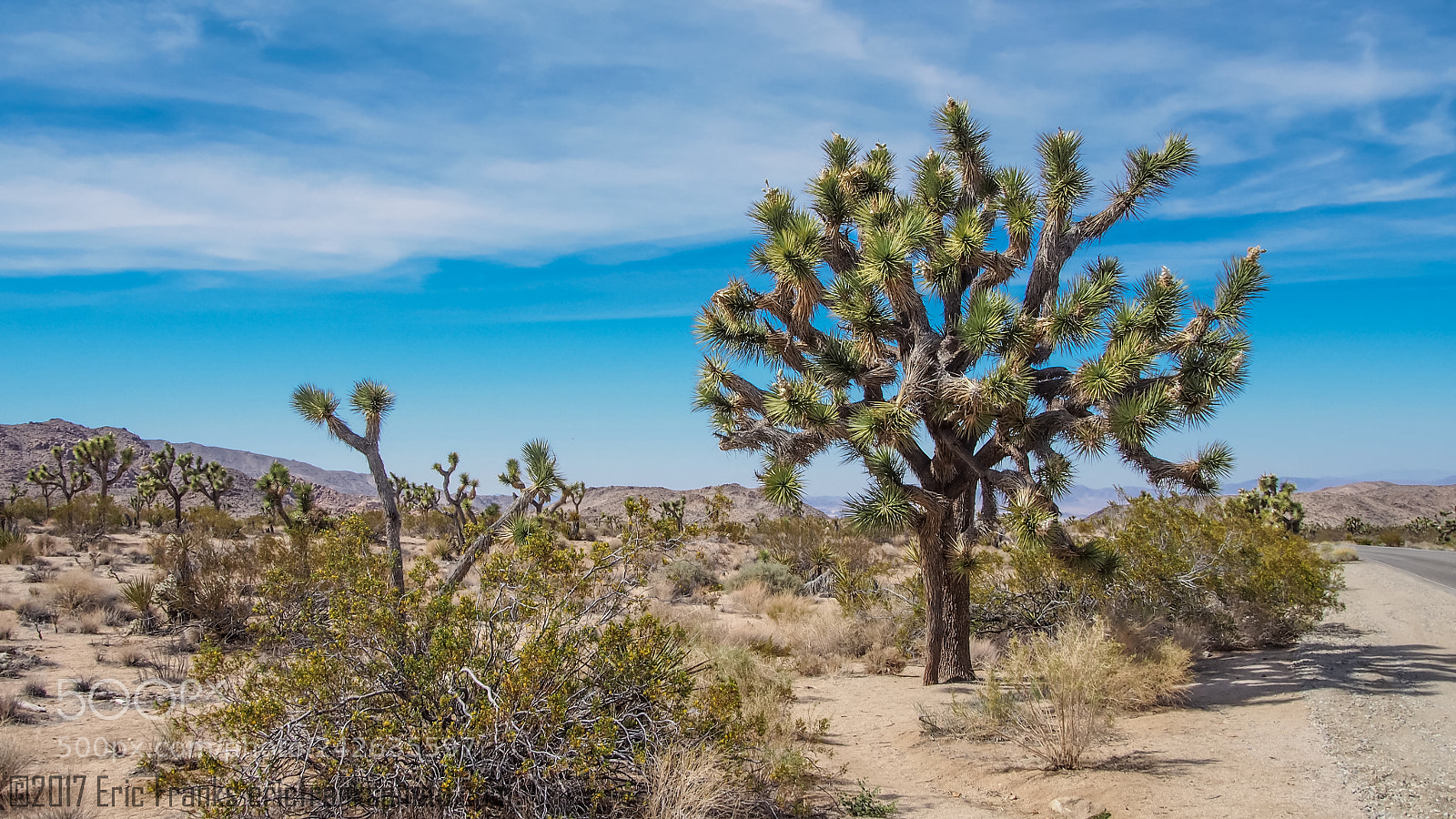 Olympus PEN E-PL5 sample photo. Joshua tree, joshua tree photography
