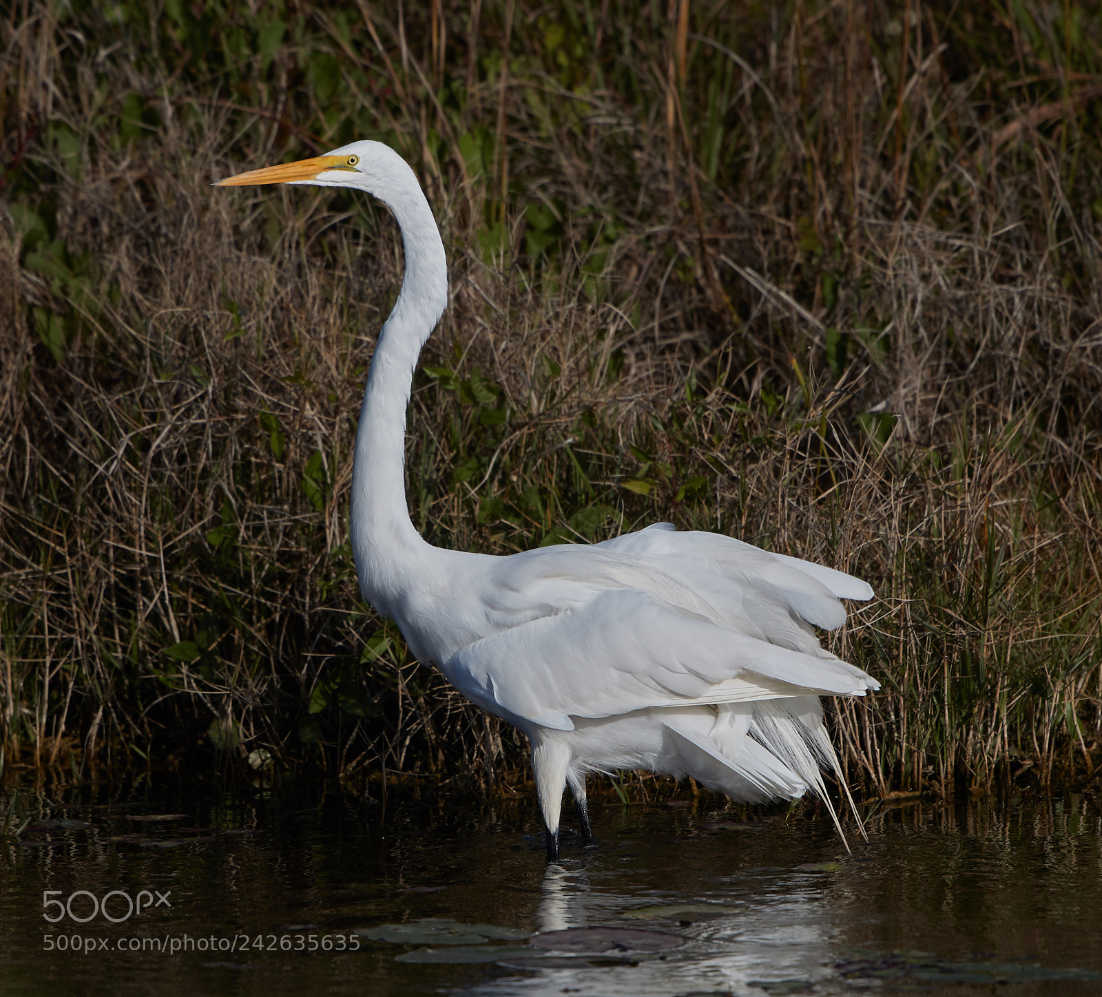 Canon EOS-1D X Mark II sample photo. 01-15-18-9443.jpg photography