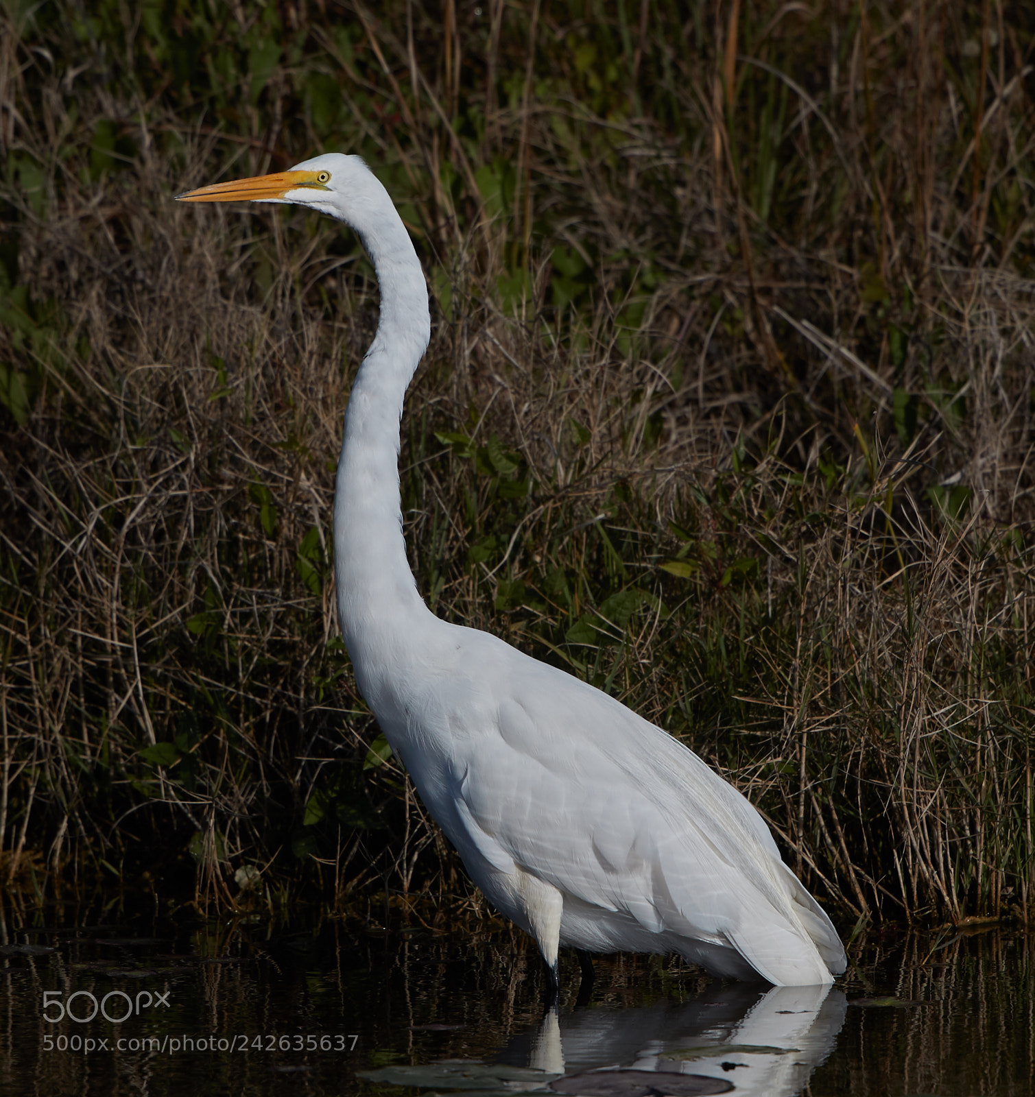 Canon EOS-1D X Mark II sample photo. 01-15-18-9437.jpg photography
