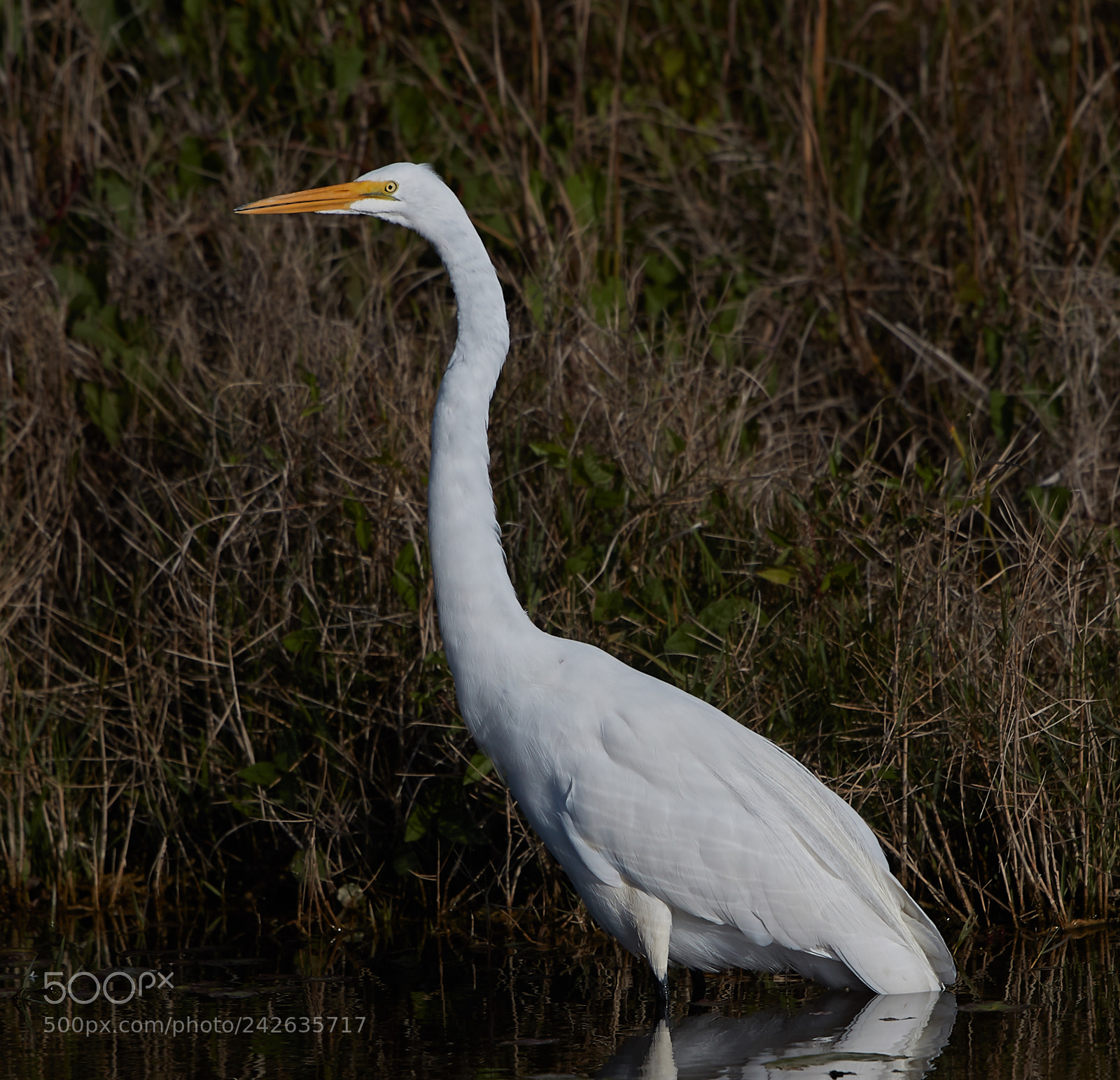 Canon EOS-1D X Mark II sample photo. 01-15-18-9433.jpg photography