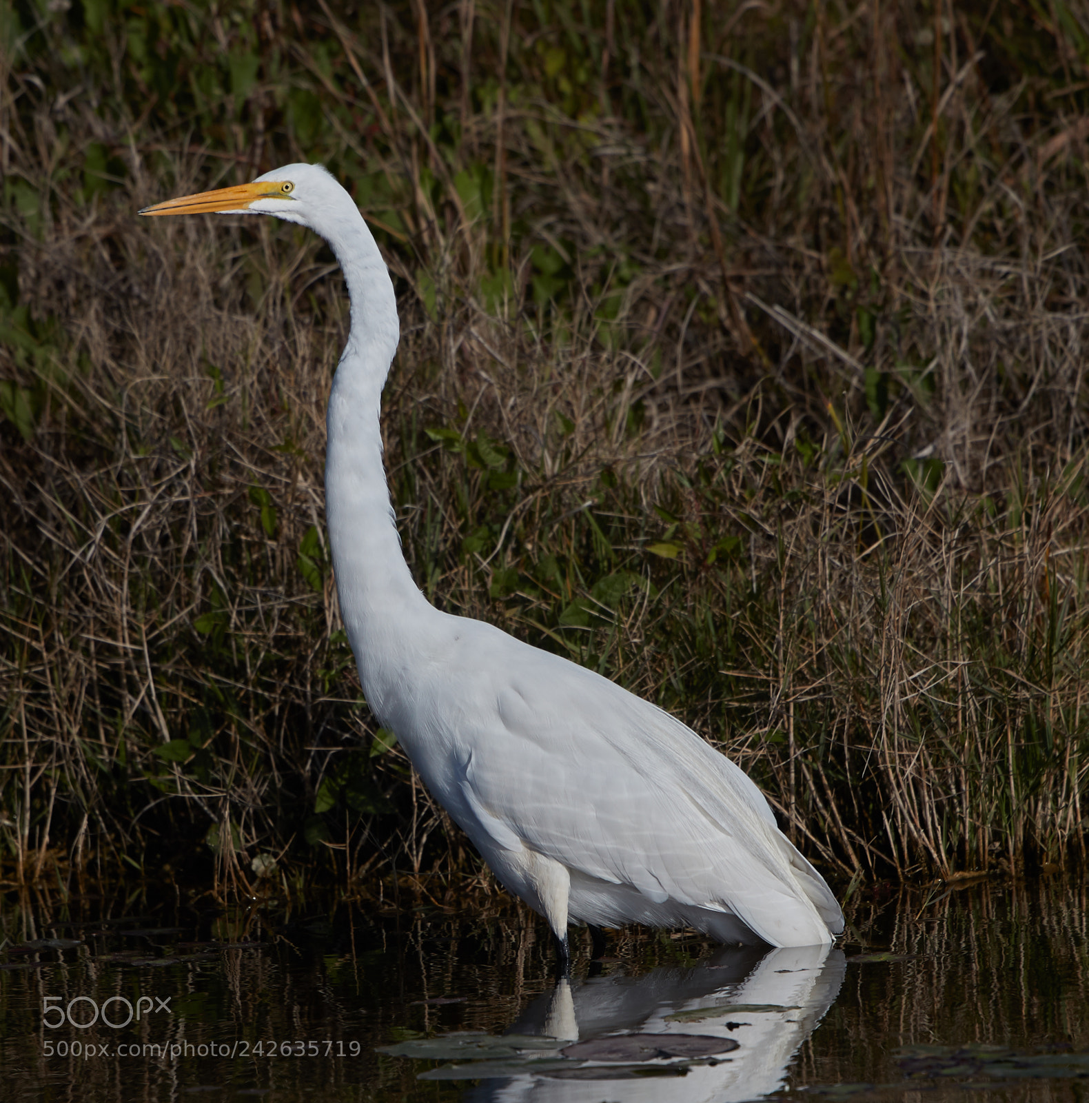 Canon EOS-1D X Mark II sample photo. 01-15-18-9432.jpg photography