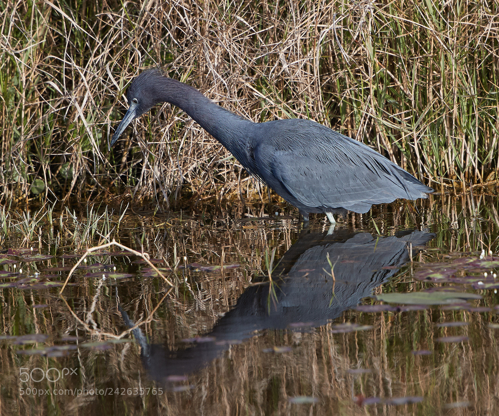 Canon EOS-1D X Mark II sample photo. 01-15-18-9407.jpg photography