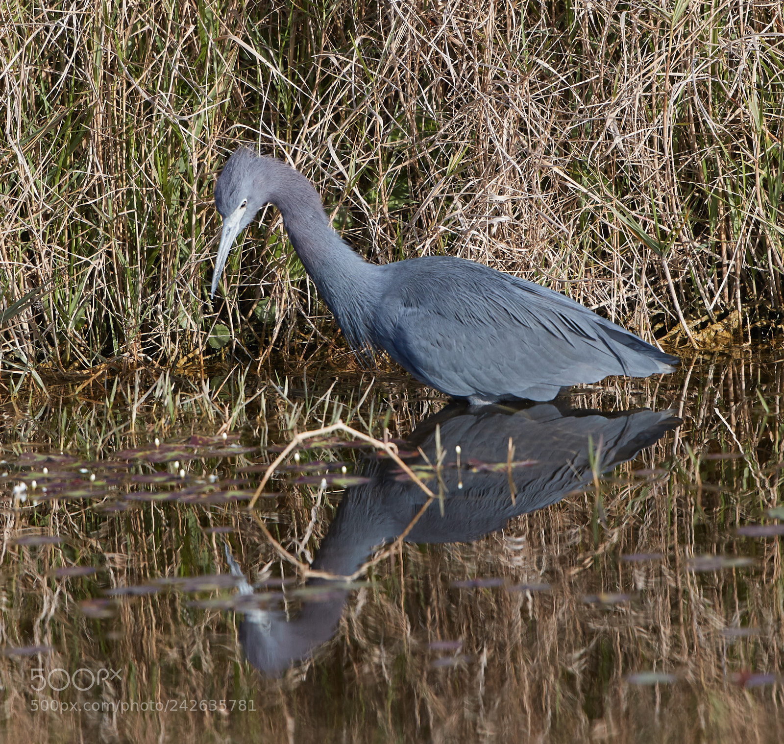 Canon EOS-1D X Mark II sample photo. 01-15-18-9405 1.jpg photography