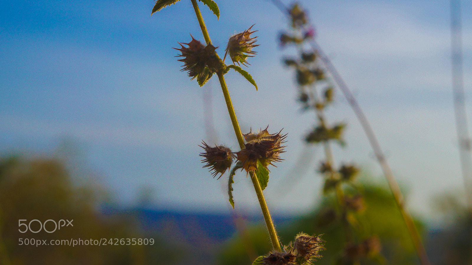 Sony Alpha a3000 sample photo. Untitled photography