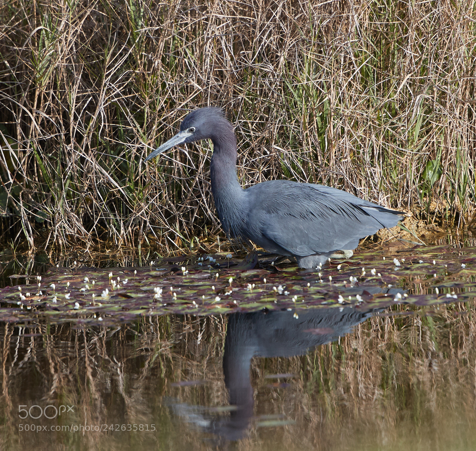 Canon EOS-1D X Mark II sample photo. 01-15-18-9422.jpg photography