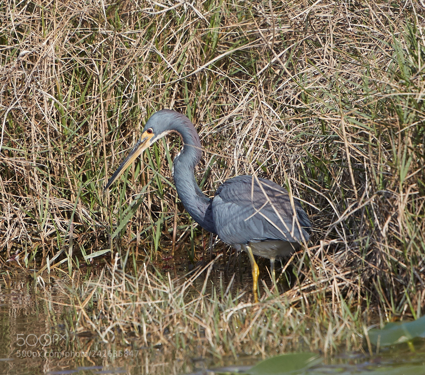 Canon EOS-1D X Mark II sample photo. 01-15-18-9418.jpg photography