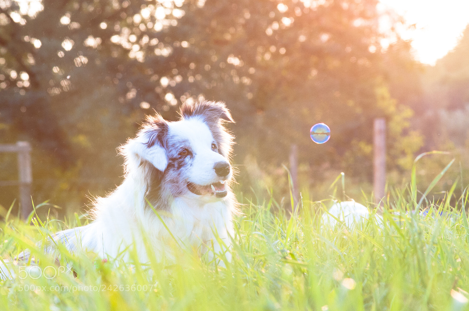 Canon EOS 40D sample photo. Bunny? photography