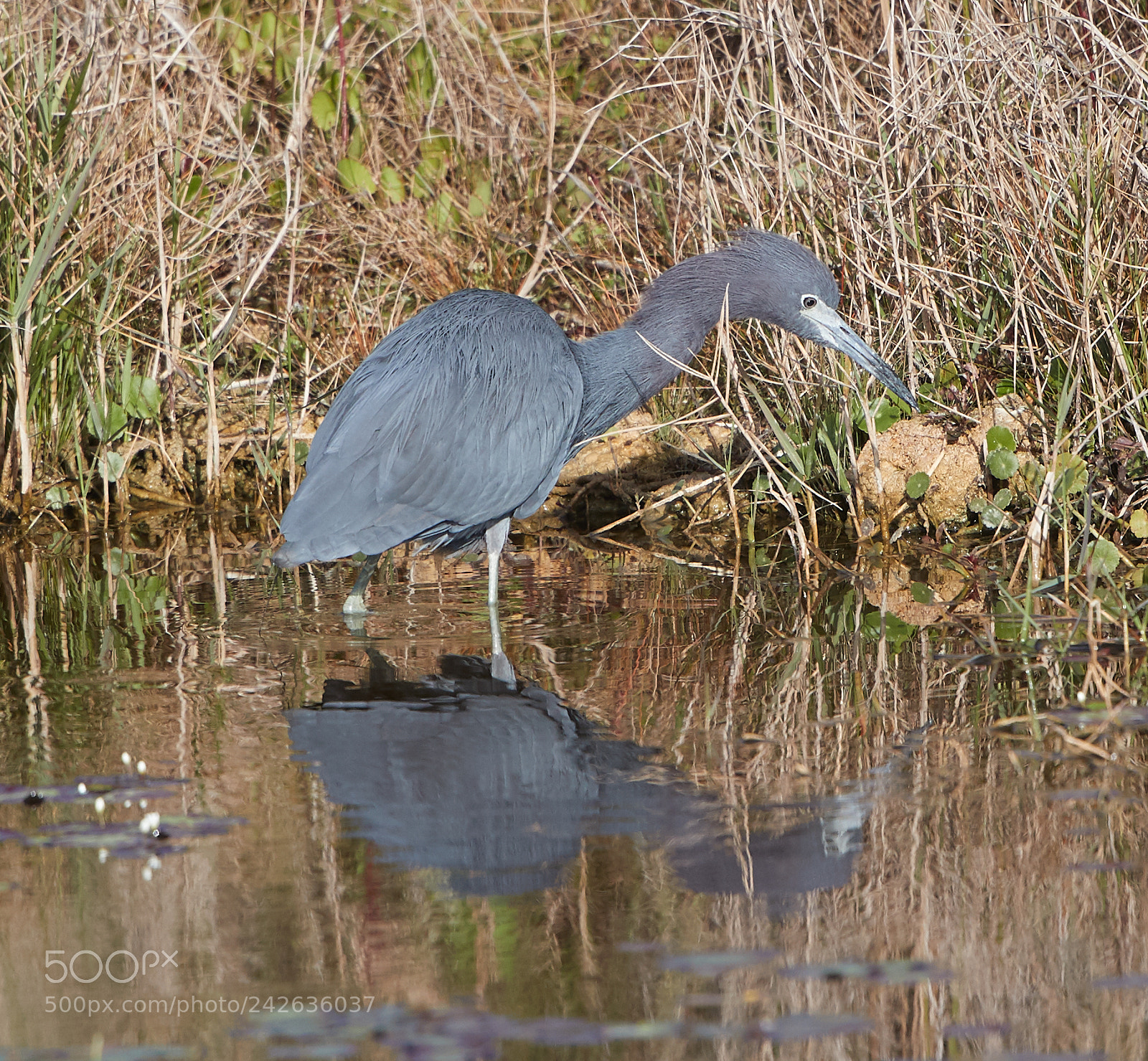 Canon EOS-1D X Mark II sample photo. 01-15-18-9400.jpg photography