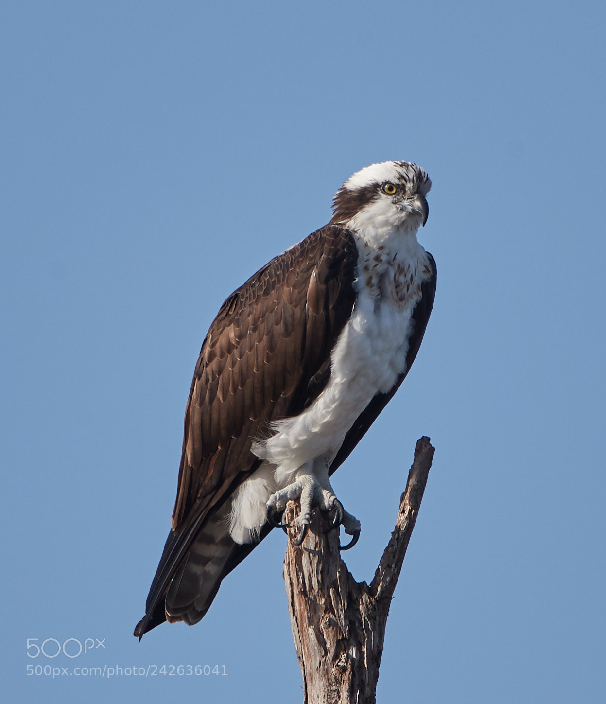 Canon EOS-1D X Mark II sample photo. 01-15-18-9398.jpg photography