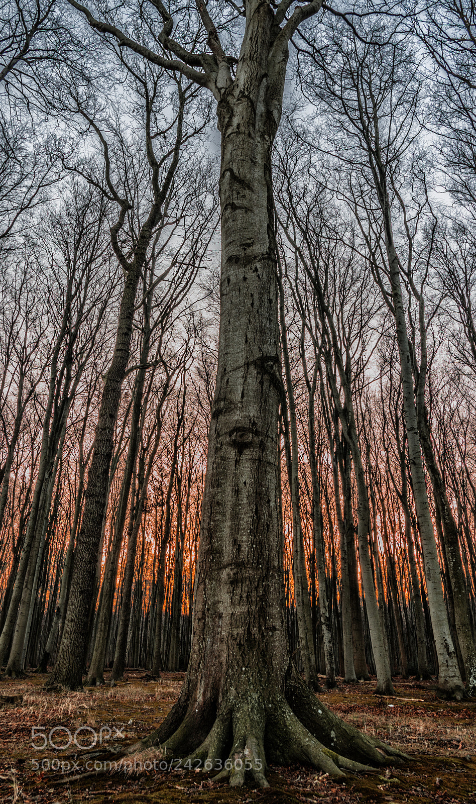 Pentax K-3 II sample photo. Ghostly forest photography