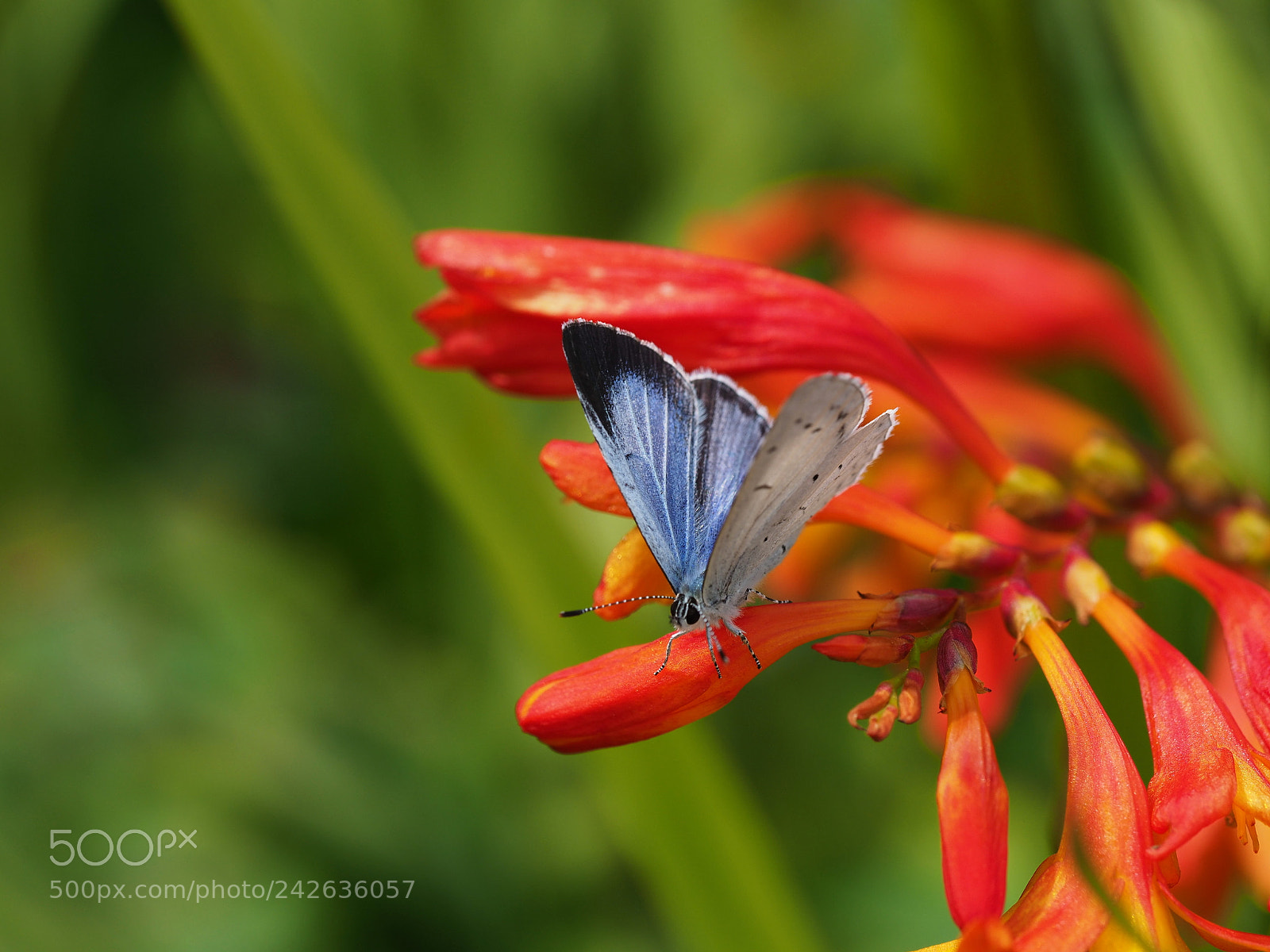 Olympus OM-D E-M1 Mark II sample photo. Holly blue butterfly photography