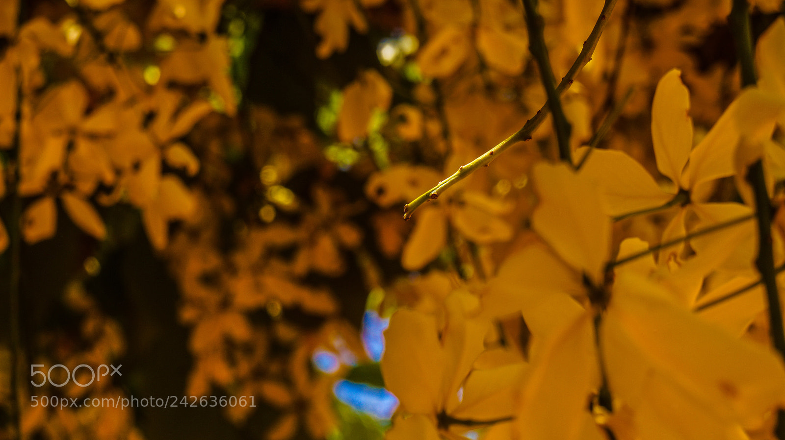 Sony Alpha a3000 sample photo. Untitled photography