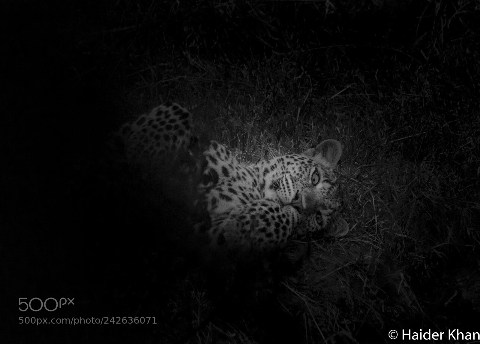 Nikon D7100 sample photo. The elusive mara leopard photography