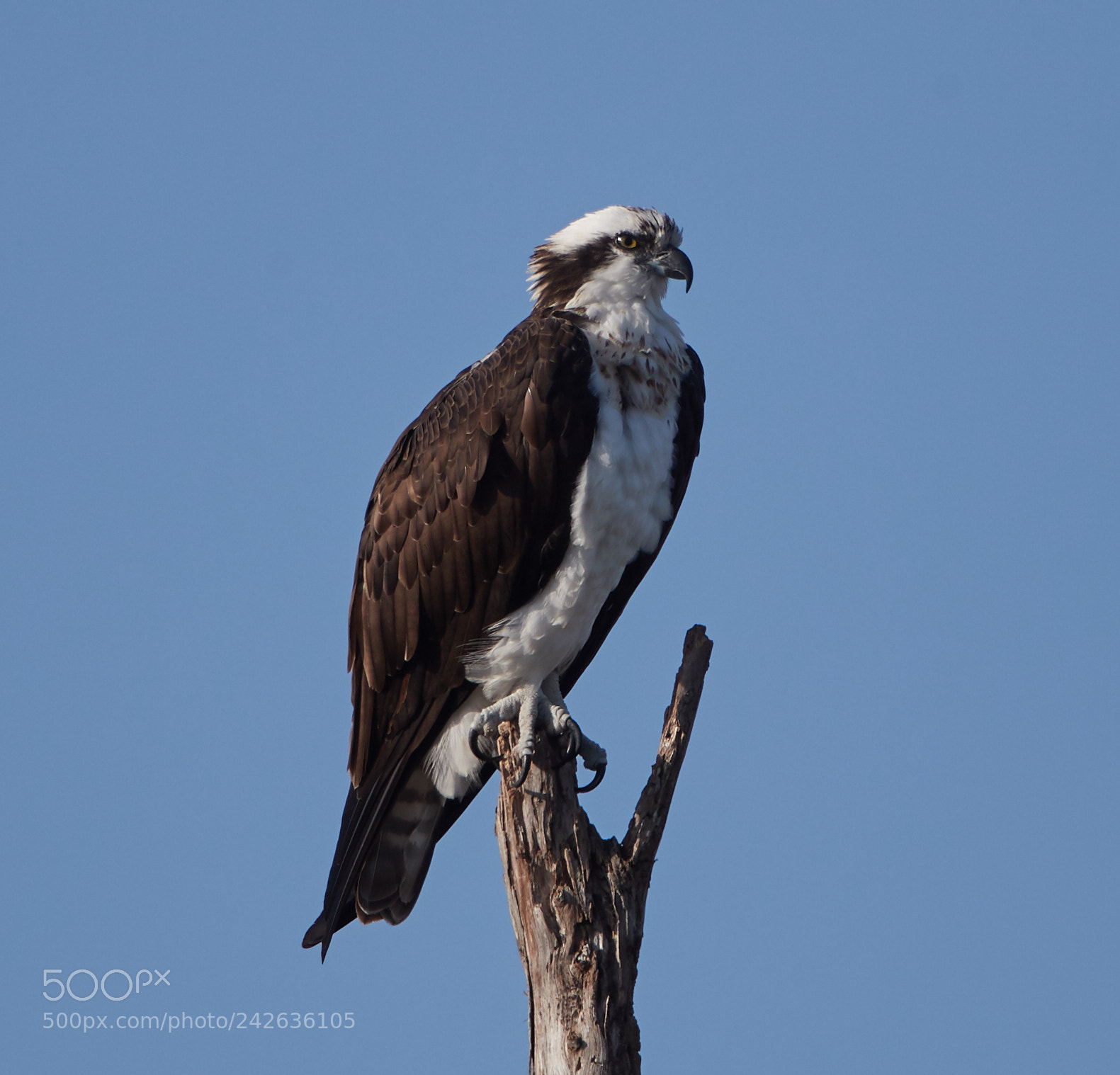 Canon EOS-1D X Mark II sample photo. 01-15-18-9391.jpg photography