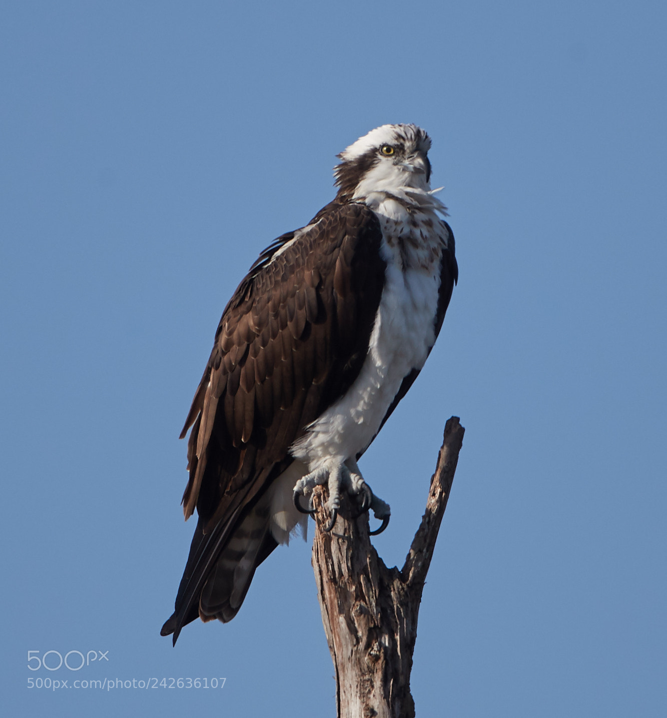 Canon EOS-1D X Mark II sample photo. 01-15-18-9390.jpg photography