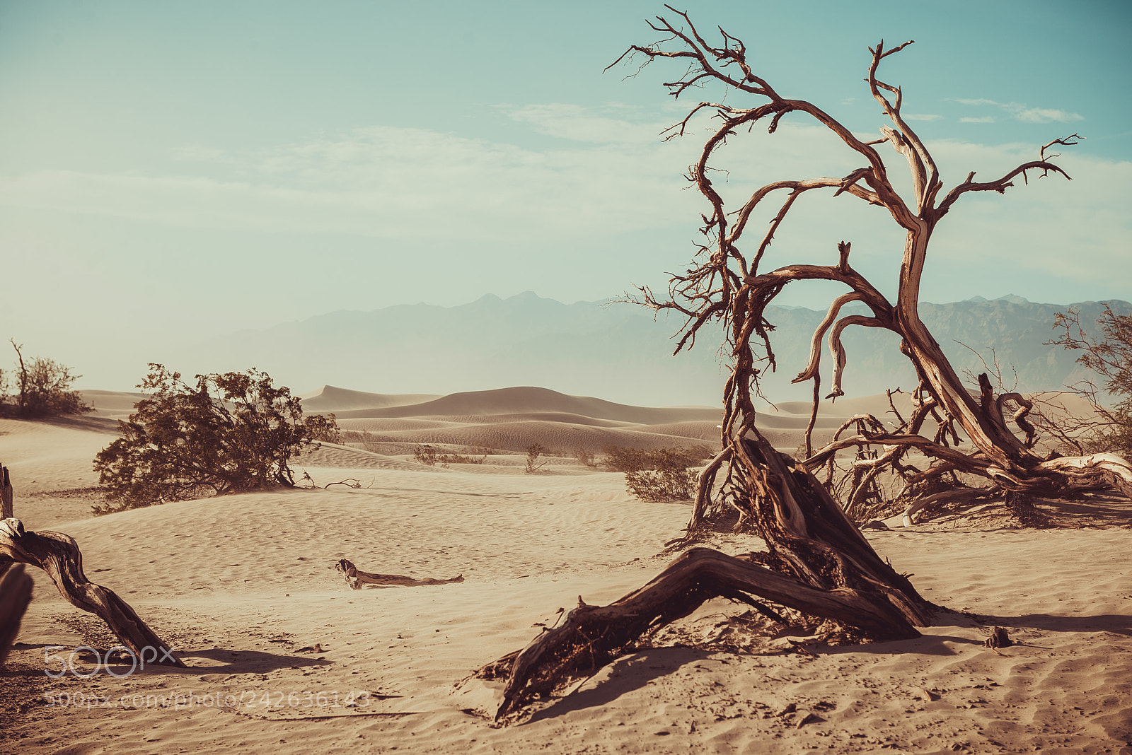 Nikon D610 sample photo. Death valley photography